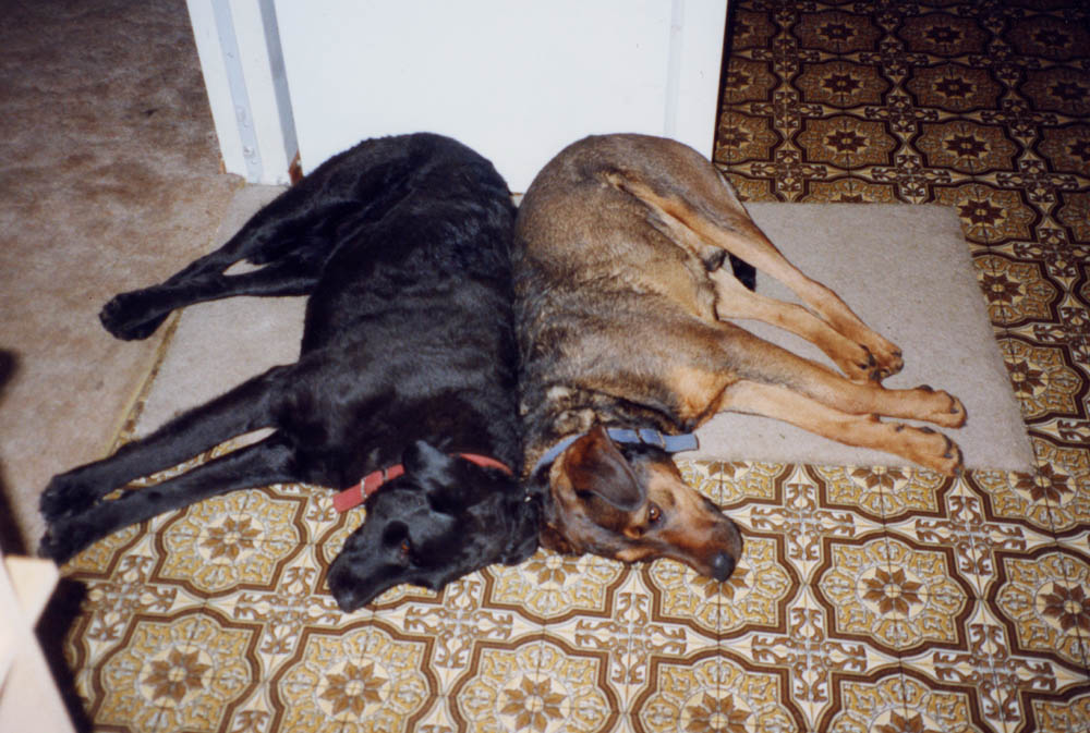 Garm and Betty resting in the kitchen